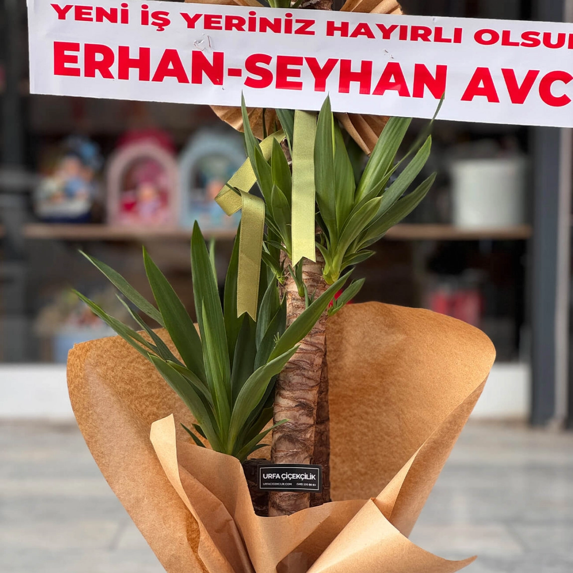 3Lü Yuka Bitkisi