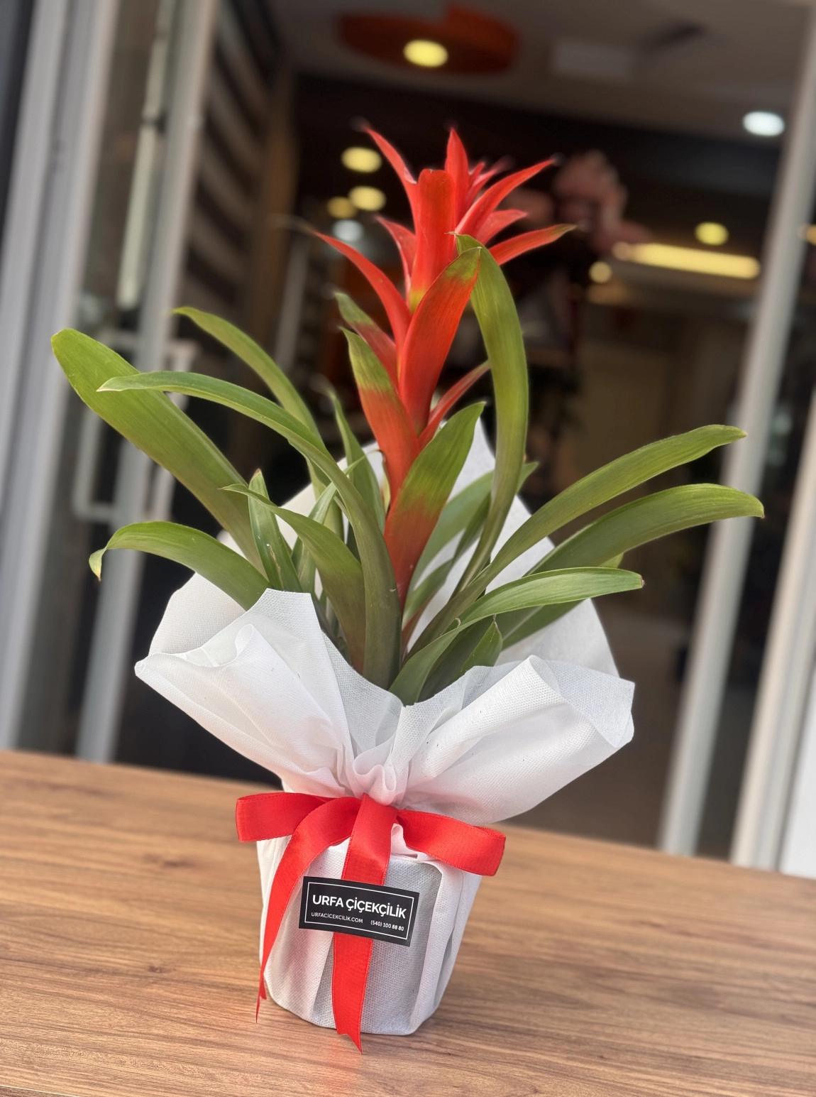 Beyaz Süsleme Guzmanya (Guzmania)