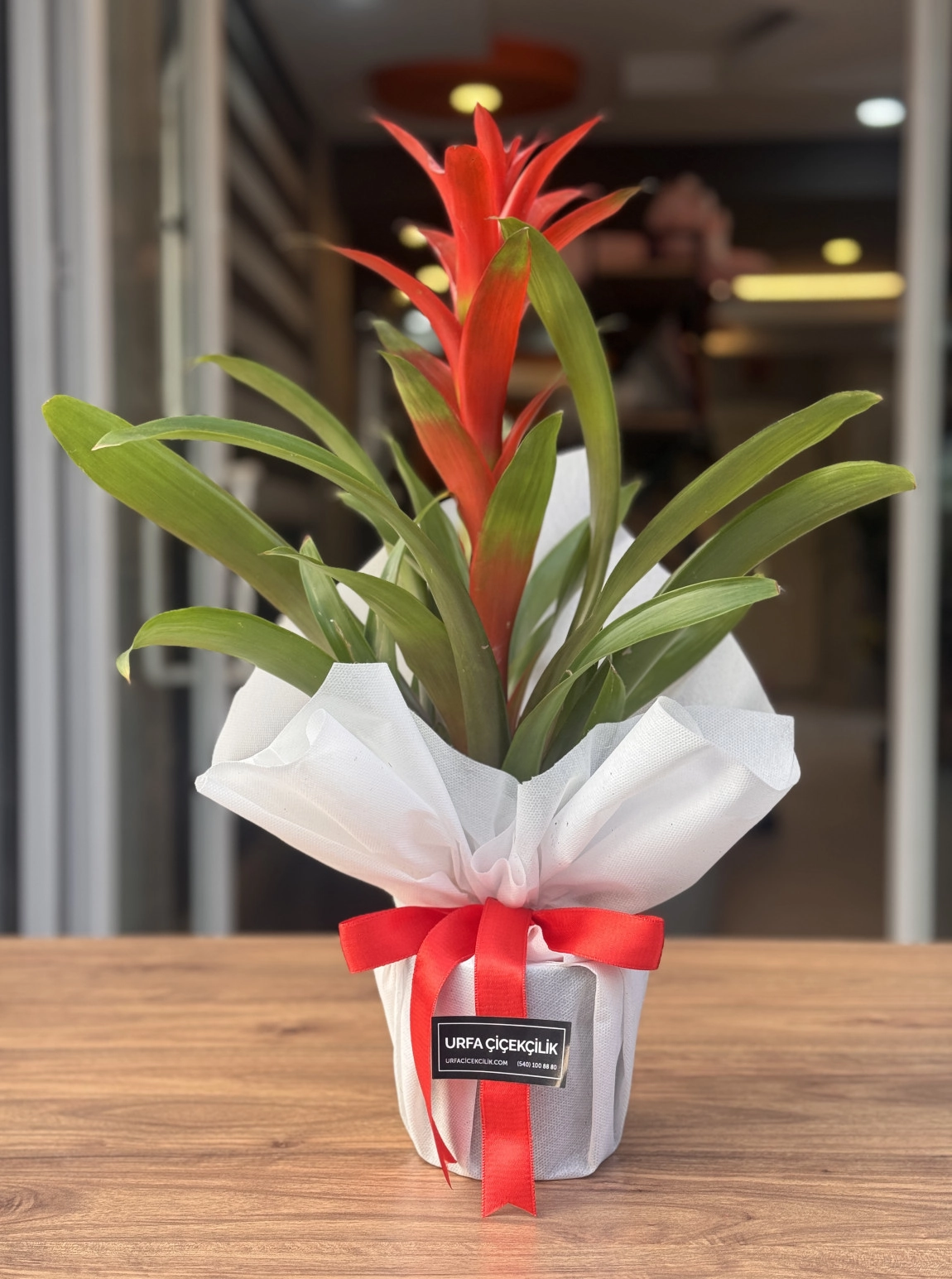 Beyaz Süsleme Guzmanya (Guzmania)