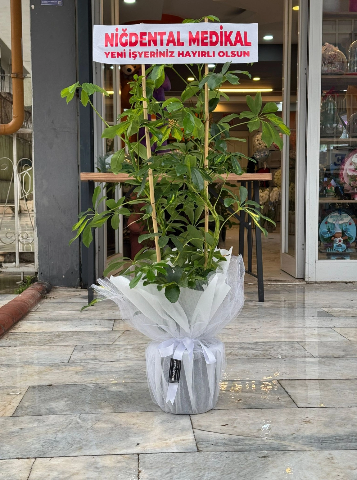 Beyaz Süslemeli Çift Dal Schefflera (Şeflera)