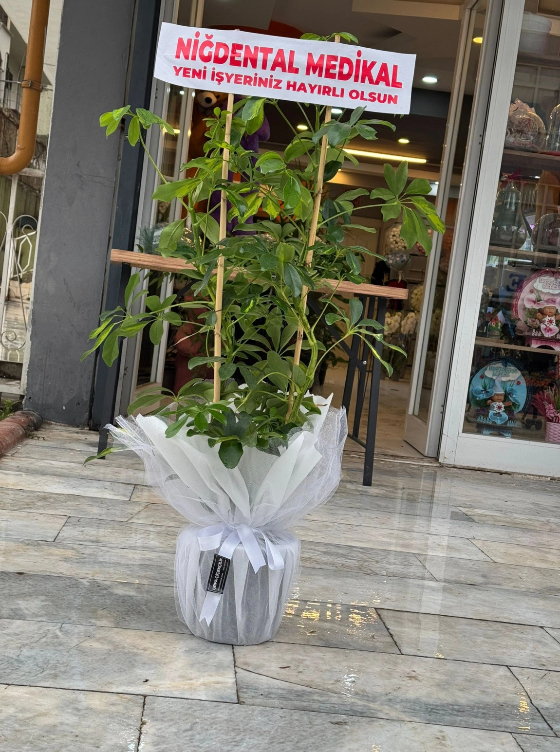 Beyaz Süslemeli Çift Dal Schefflera (Şeflera)