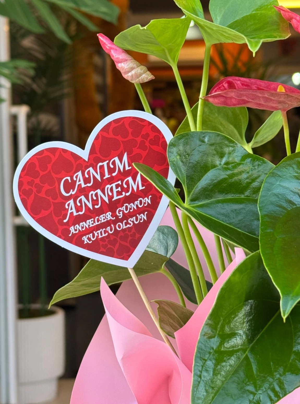 Canım Annem Antoryum (Anthurium)