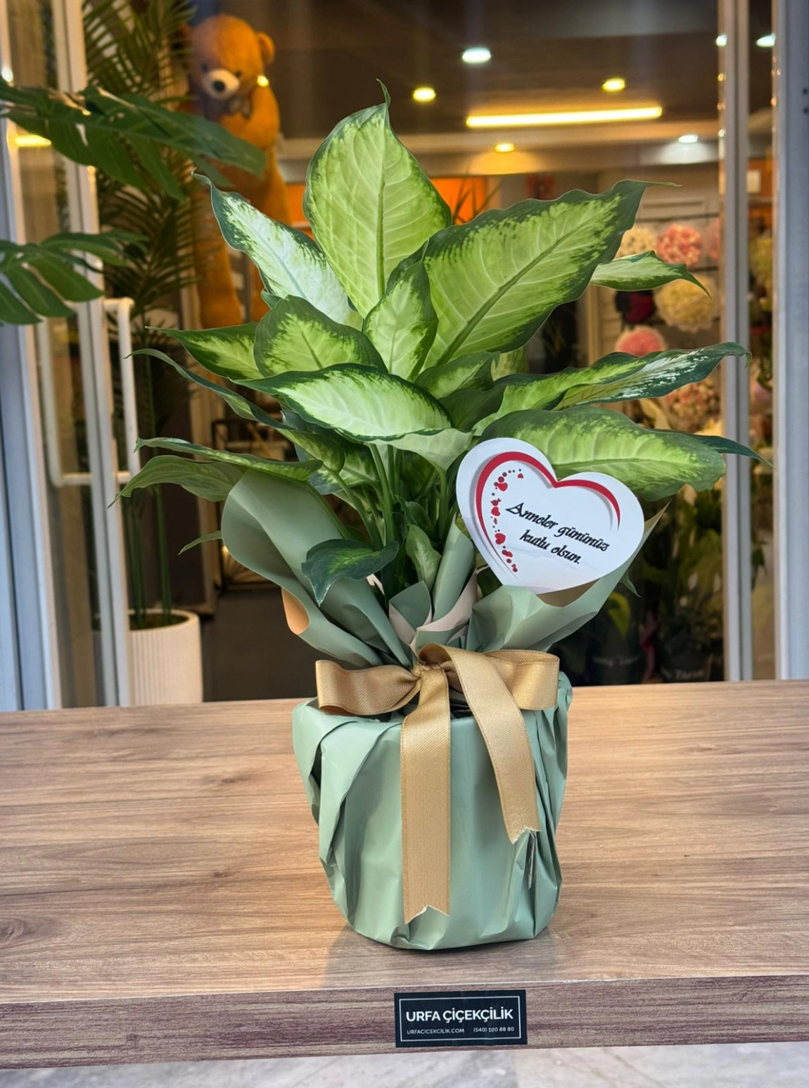 Canım Annem Dieffenbachia Camille