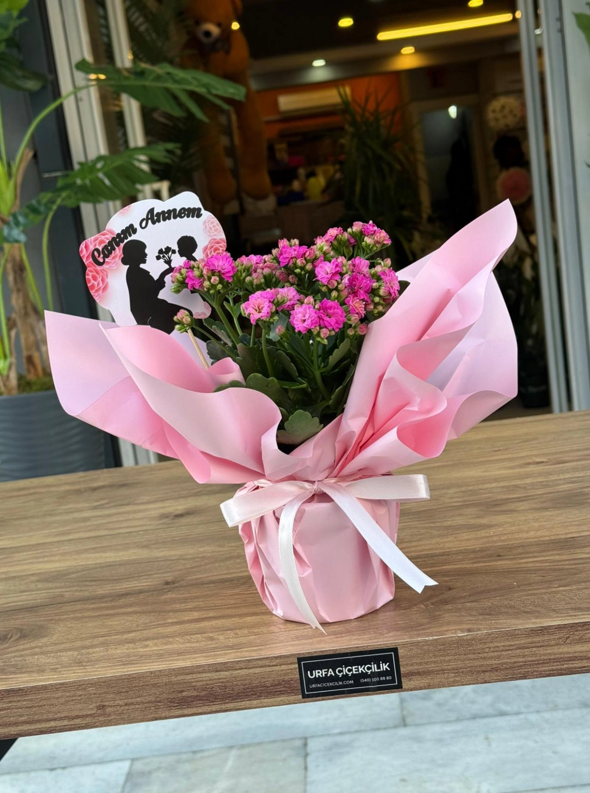 Canım Annem Kalanşo (Kalanchoe)