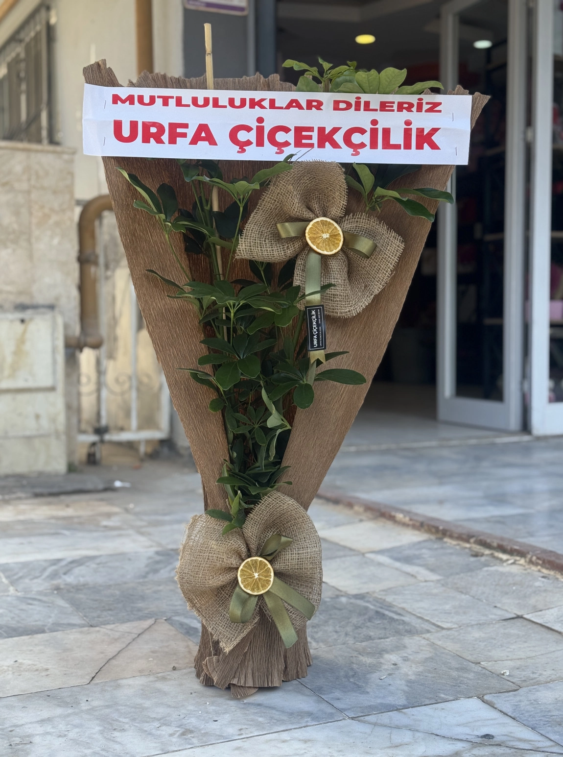 Çift Dal Schefflera (Şeflera)