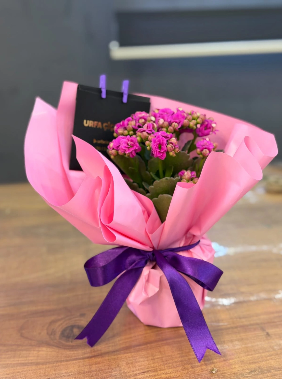Kalanşo (Kalanchoe)  - Asorti