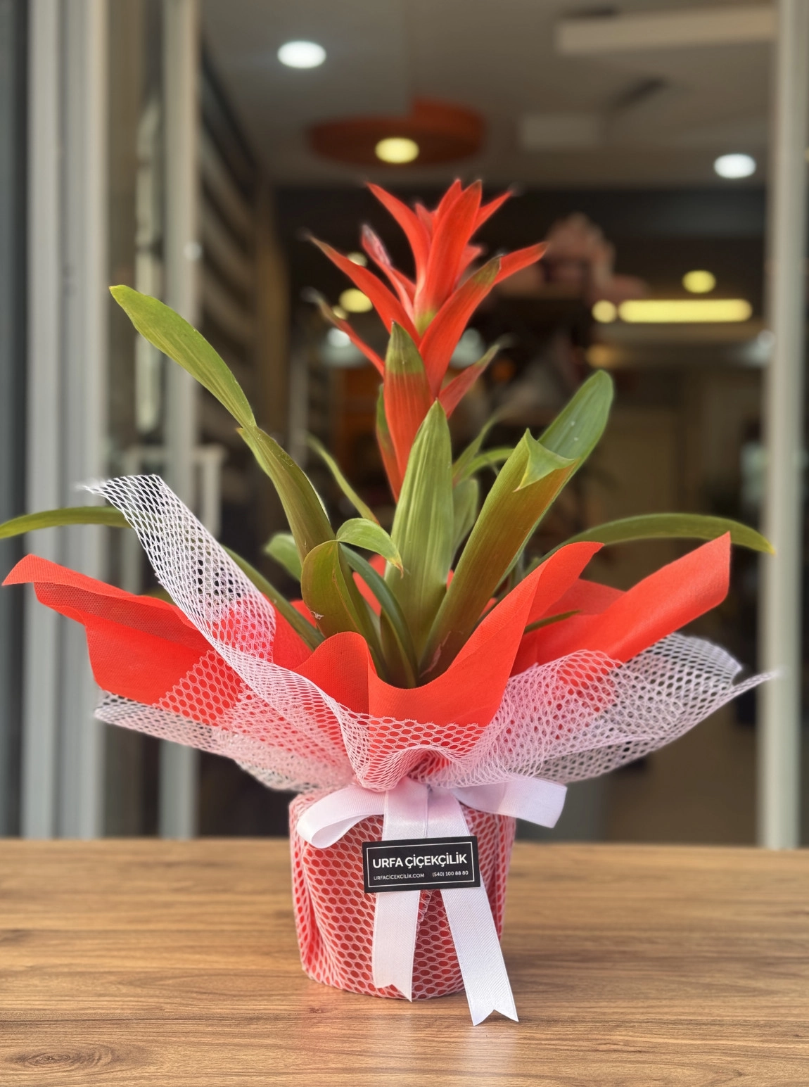 Kırmızı Süslemeli Guzmanya (Guzmania)