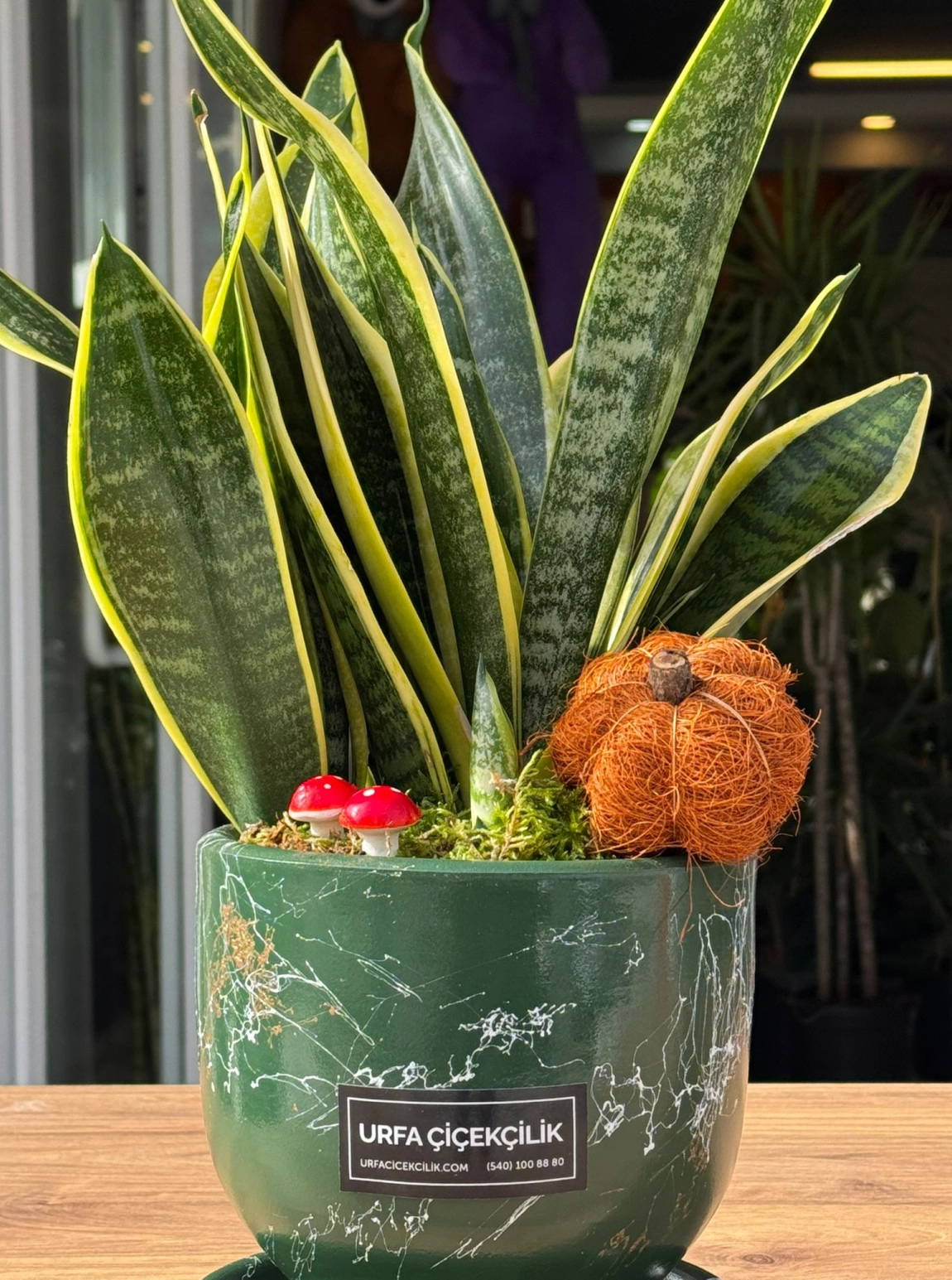 Lüx Yeşil Saksılı Sansevieria (Paşa Kılıcı)