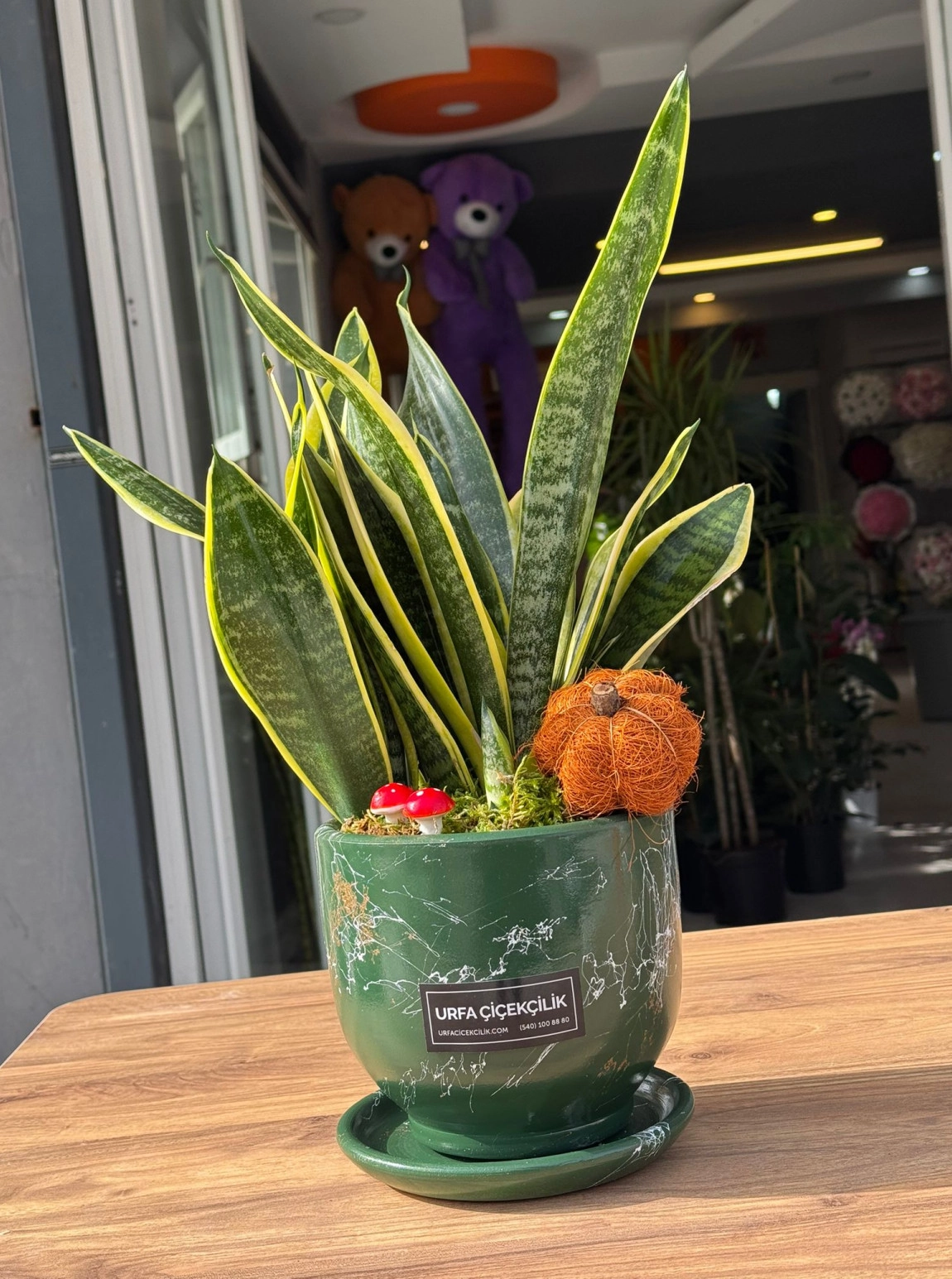 Lüx Yeşil Saksılı Sansevieria (Paşa Kılıcı)