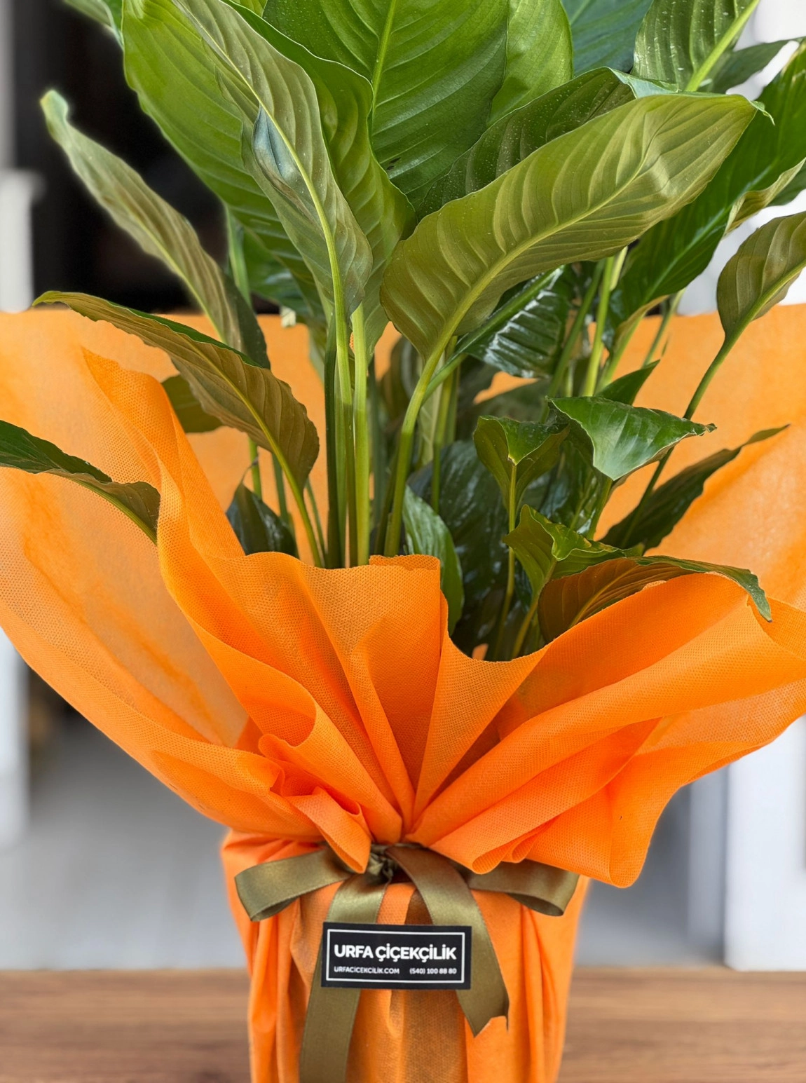 Orange Barış Çiçeği