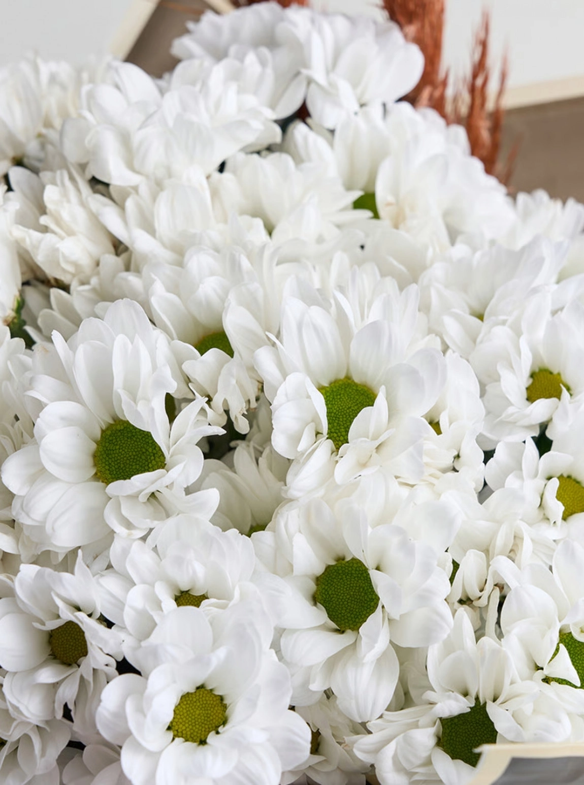 Siyah Süslemeli Beyaz Papatya Buketi