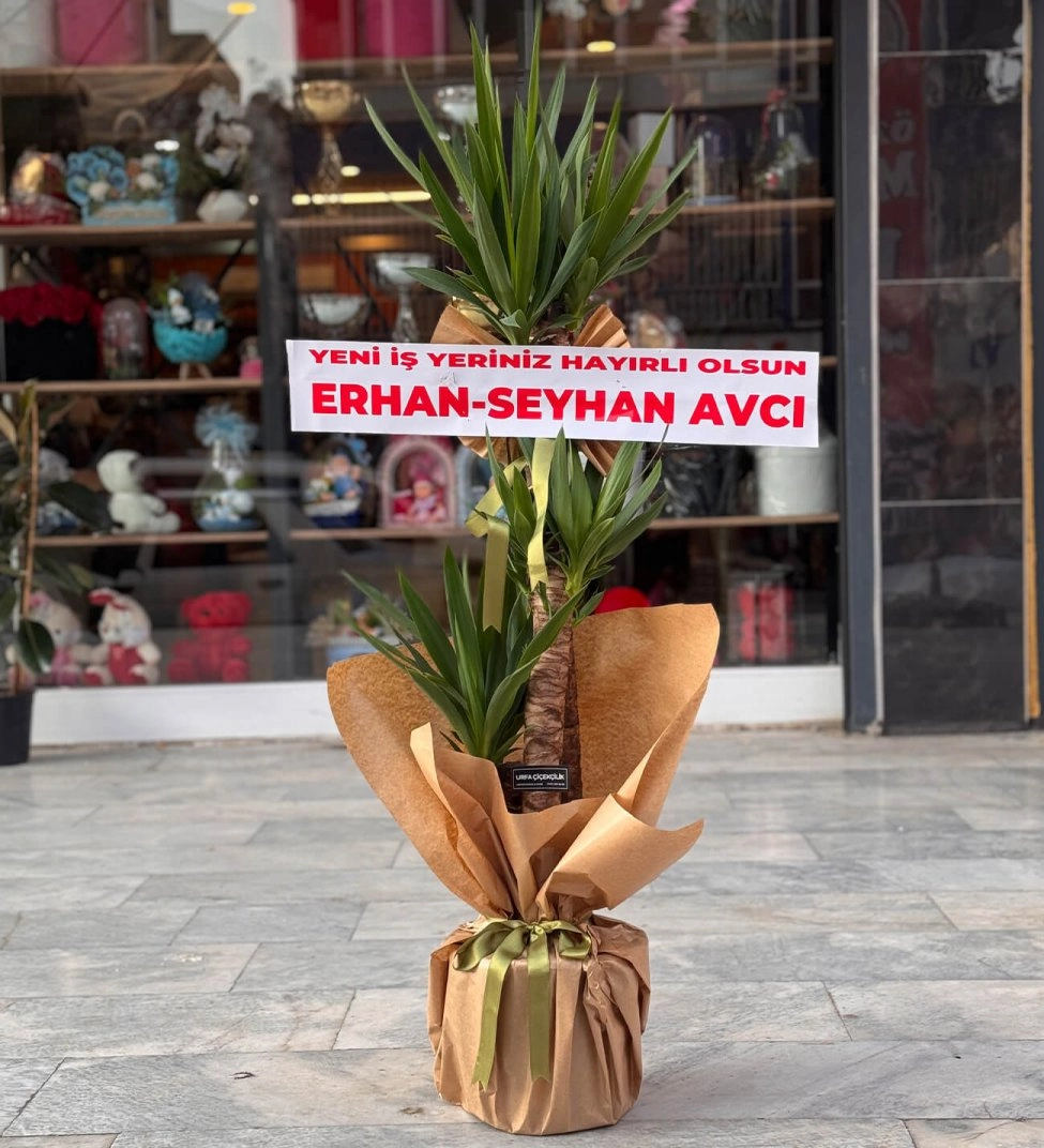 3Lü Yuka Bitkisi