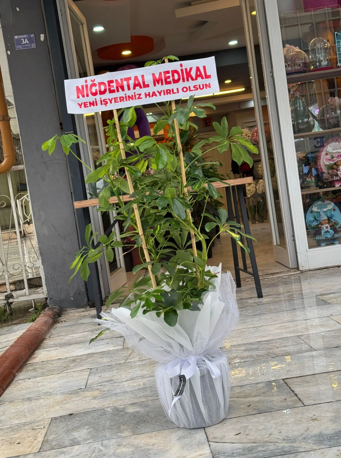 Beyaz Süslemeli Çift Dal Schefflera (Şeflera)