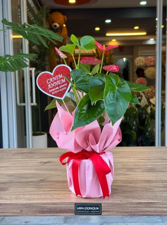 Canım Annem Antoryum (Anthurium)