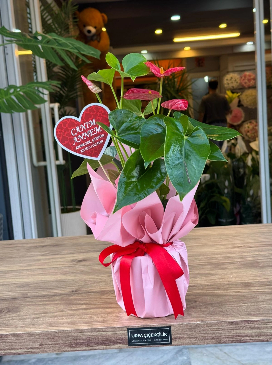 Canım Annem Antoryum (Anthurium)