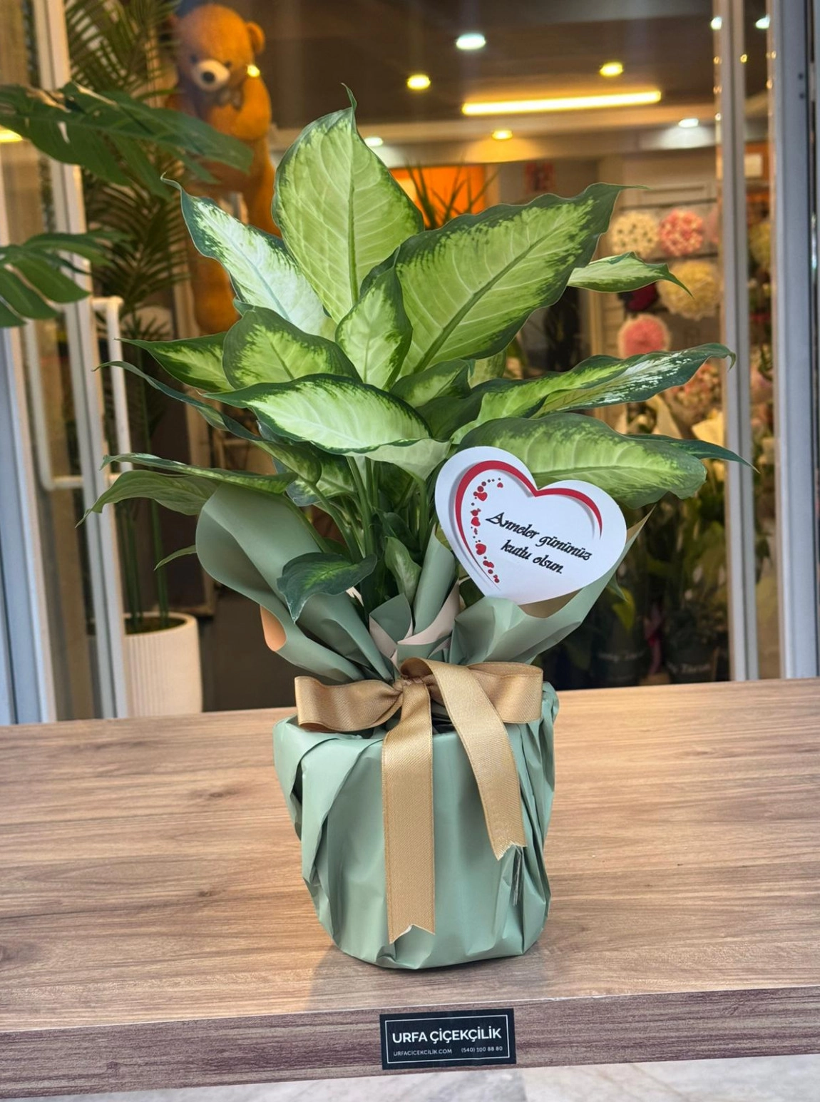 Canım Annem Dieffenbachia Camille