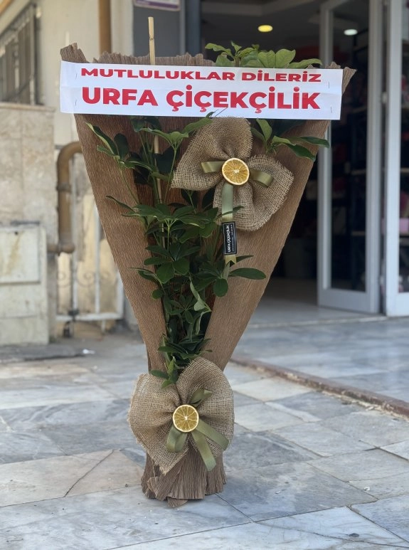 Çift Dal Schefflera (Şeflera)
