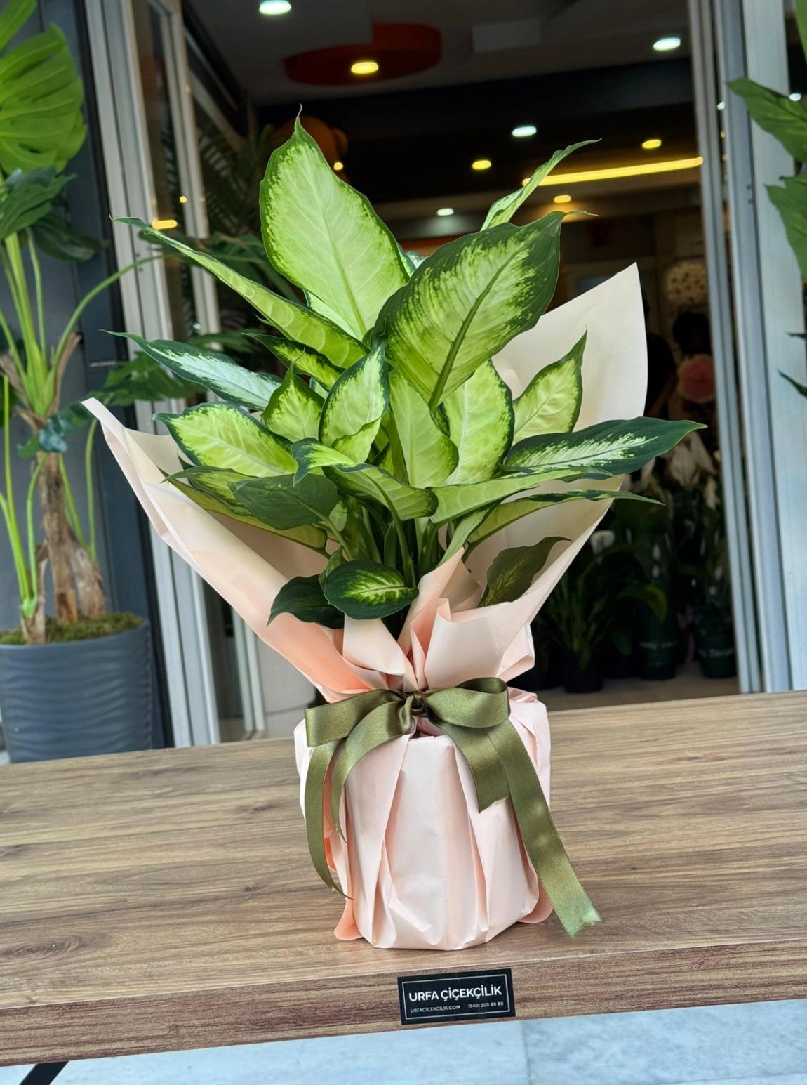 Dieffenbachia Camille