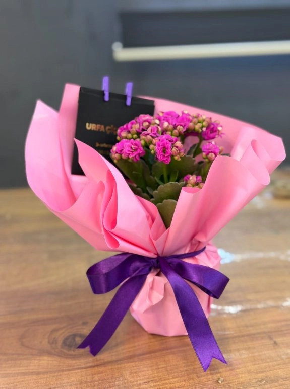 Kalanşo (Kalanchoe)  - Asorti