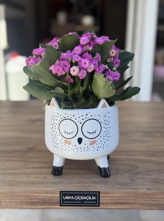 Lüx Pembe Kalanchoe (Kalanşo)