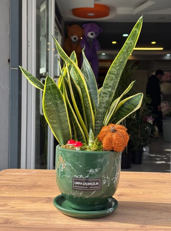 Lüx Yeşil Saksılı Sansevieria (Paşa Kılıcı)