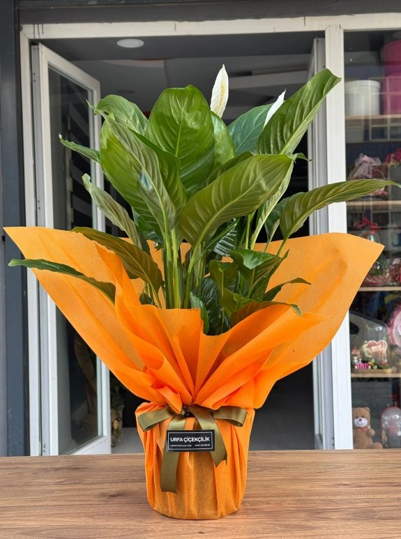 Orange Barış Çiçeği