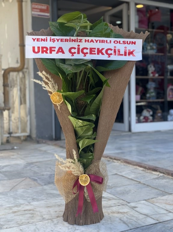 Patos Sarmaşığı